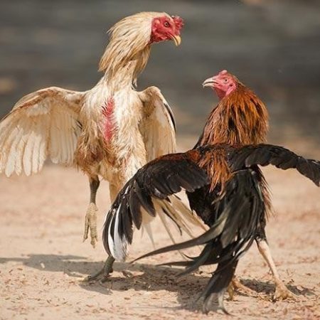 Đá Gà 88 – Trang Chọi Kê Chuyên Nghiệp Và Hiện Đại
