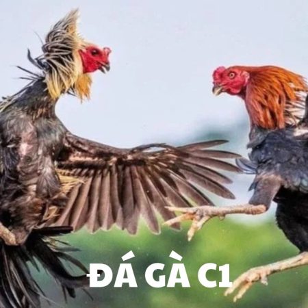 Đá Gà Trực Tiếp C1 – Thưởng Thức Những Trận Đấu Mãn Nhãn