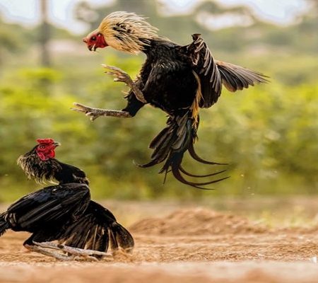 Đá Gà Trực Tiếp C2 – Thưởng Thức Những Màn So Gân Kịch Tính