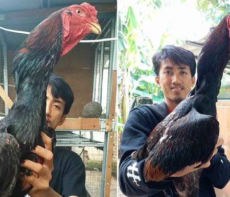 Ayam Buruan: Lebih dari Sekadar Hobi, Sebuah Tradisi dan Seni yang Memikat