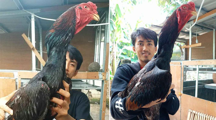 Ayam Buruan: Lebih dari Sekadar Hobi, Sebuah Tradisi dan Seni yang Memikat